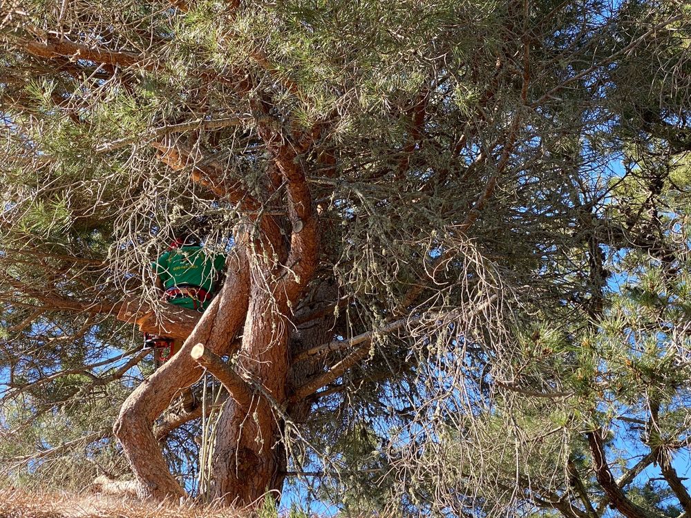 Peninsula Tree Care