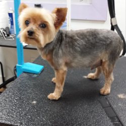 Asshole + groomers + long island Girl loses virginity to another girl