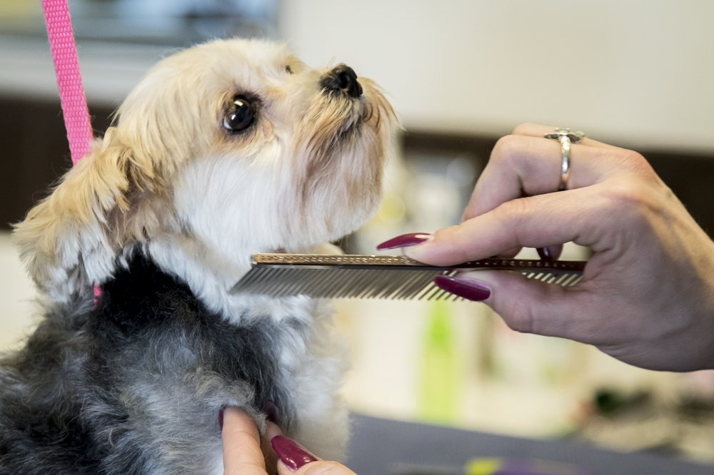 Pooch Hotel Barrington Los Angeles Pooch Hotel Barrington Los Angeles