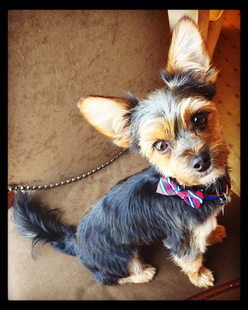 Baths Barks & Bubbles 62 Photos Pet Groomers 2420 4th St S