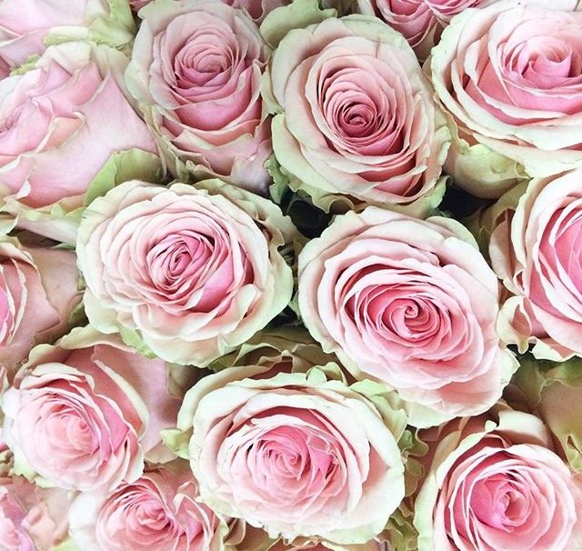 The Rose Emporium