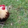 Stepney City Farm