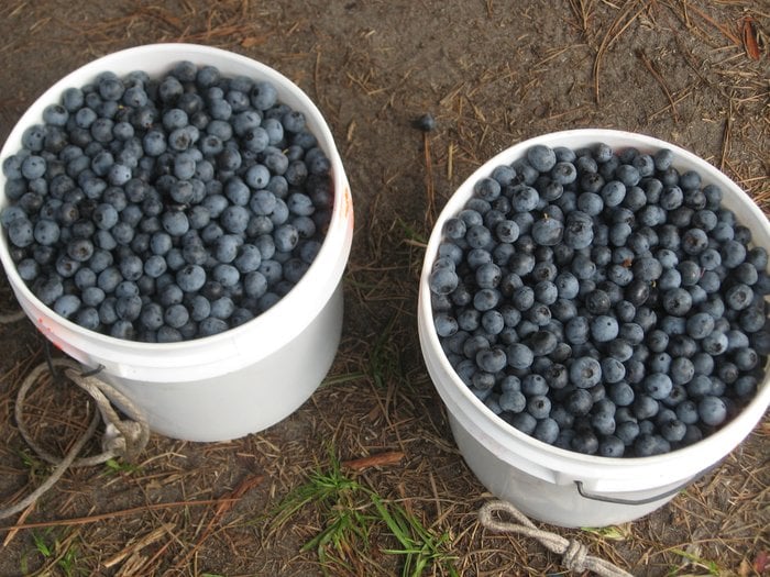 Nelson Blueberry Farm