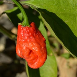 Getpeppers