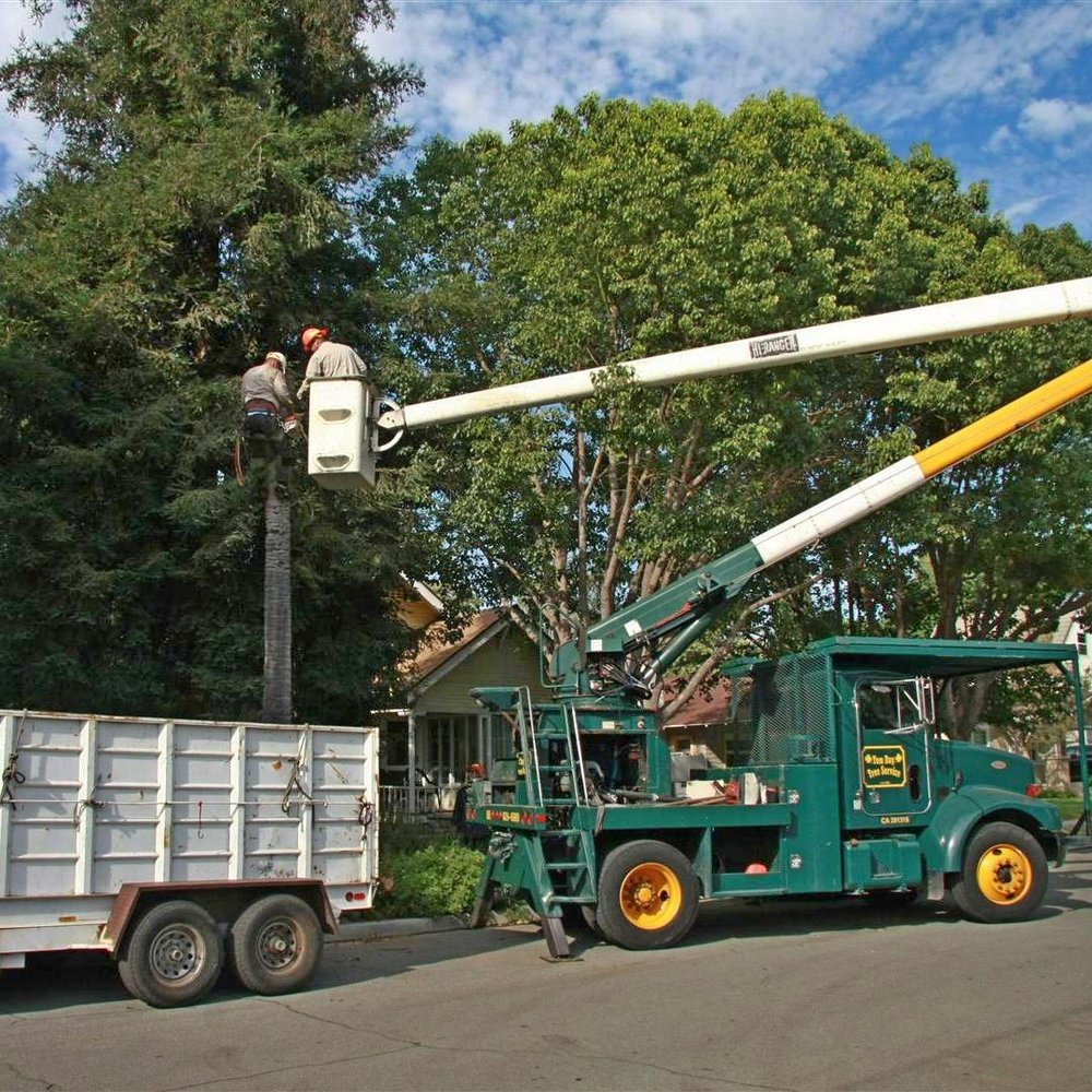 Tom Day Tree Service