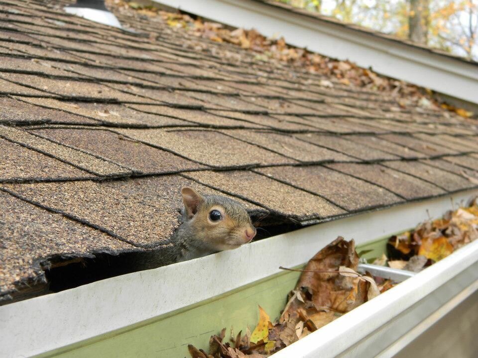 Wildlife Control Specialists