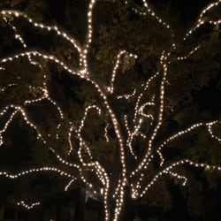 danville oak tree landmarks historical buildings diablo rd and