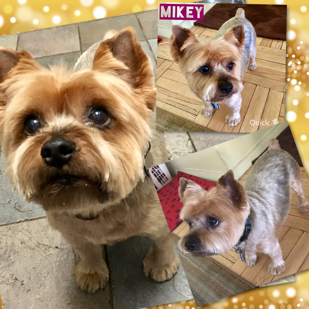 Good Dog Private Pet Grooming Good Dog Private Pet Grooming