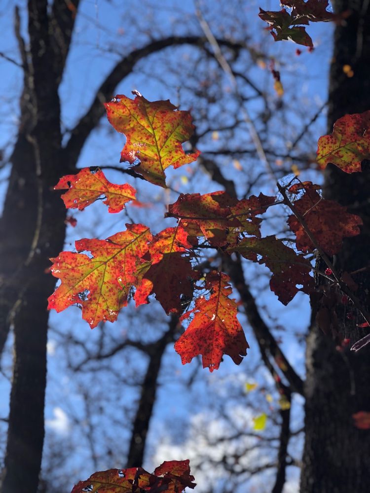 Ray Roberts Lake State Park - Johnson Branch Unit
