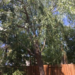 Hardin S Tree Service 16 Photos 19 Reviews Services Photo Of Hardin S Tree Service Sacramento Ca United States Weeping Willow
