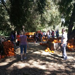 hillcrest christmas tree pumpkin farm 14 reviews hillcrest christmas tree pumpkin farm 14 reviews