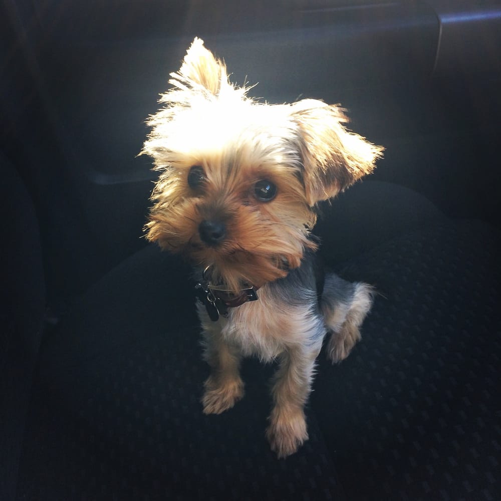 my playful puppy my playful puppy 21 photos 34 reviews pet stores 1407 e los angeles ave simi my playful puppy my playful puppy 21 photos 34 reviews pet stores 1407 e los angeles ave simi