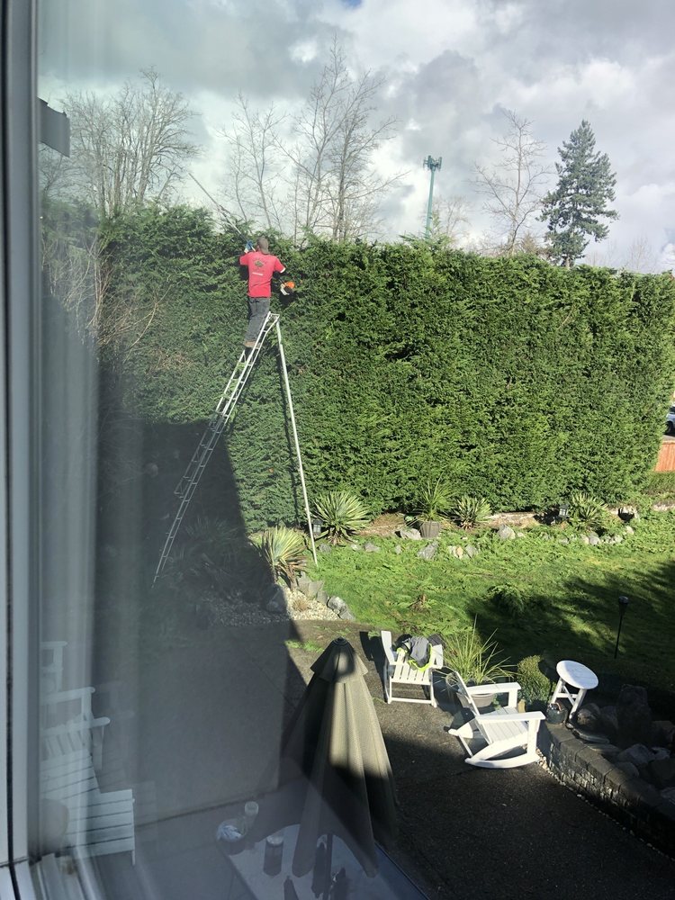 Lineage Tree Care LLC