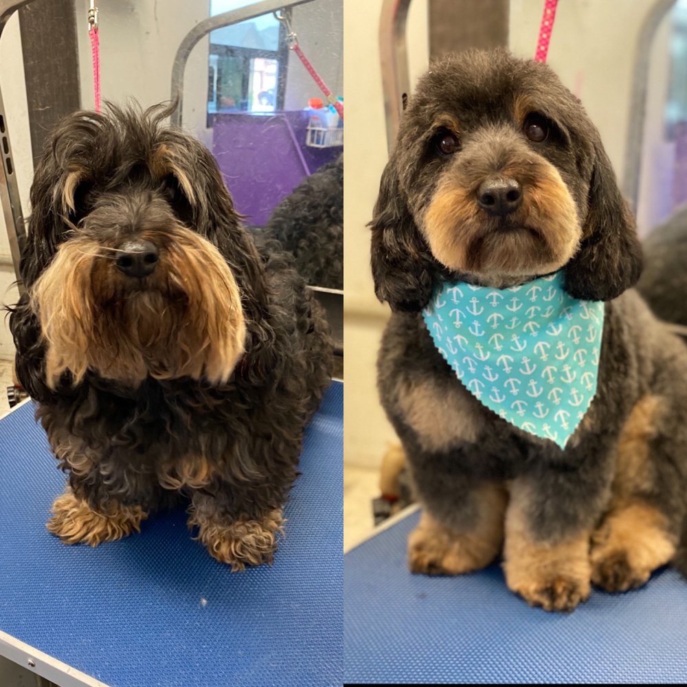 Elite Paws Mobile Grooming Salon