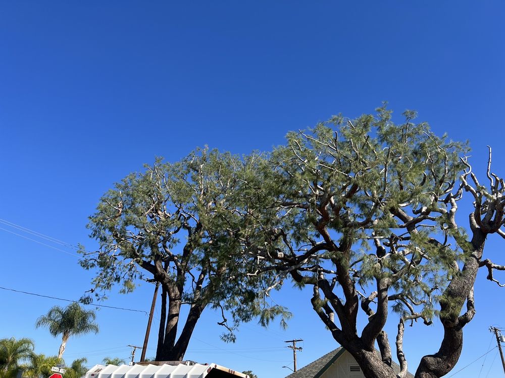 Tiger Tree Services