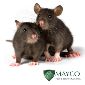 MAYCO Pest & Termite Control