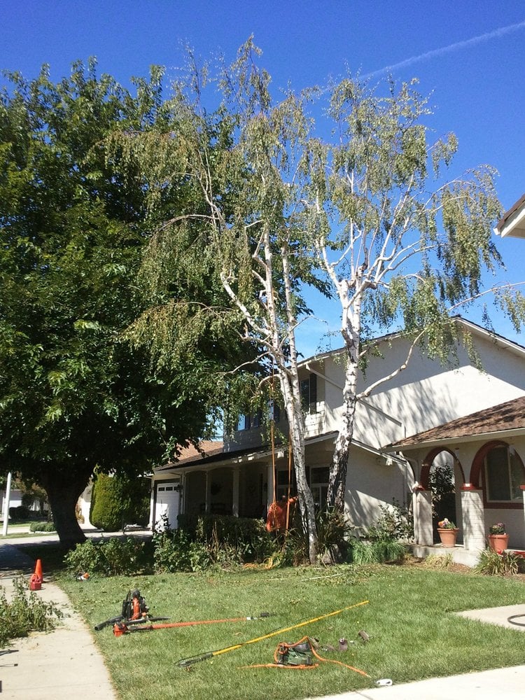 European White Birch tree(betula pendula) after thinning