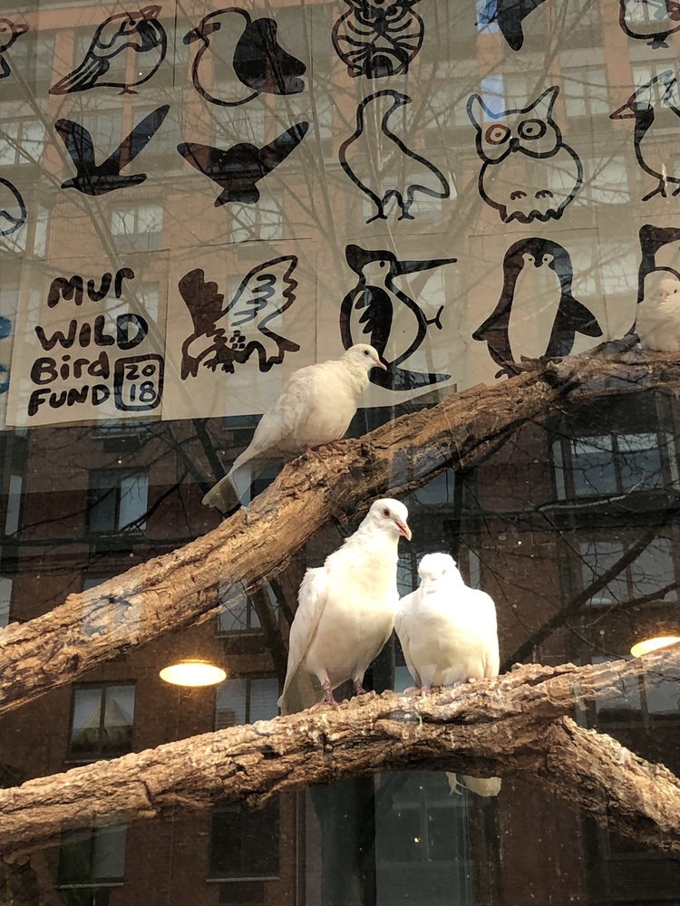 Wild Bird Fund