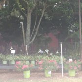 Pell S Citrus Nursery Nurseries Gardening 400 Doyle Rd Photo Of Pell S Citrus Nursery Os Fl United States