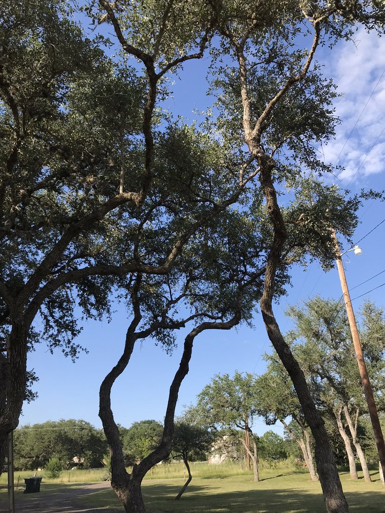Monkey mike’s tree service
