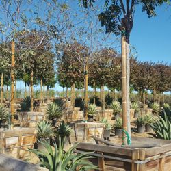 Greensource Nursery Closed 33 Photos Nurseries Gardening Photo Of Greensource Nursery Riverside Ca United States Soo Many Trees And