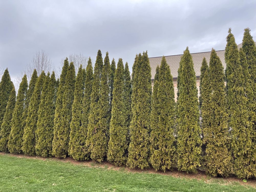 Green Grow Nursery and Landscaping Services