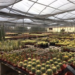 Bach S Cactus Nursery 177 Photos 35 Reviews Nurseries Photo Of Bach S Cactus Nursery Tucson Az United States