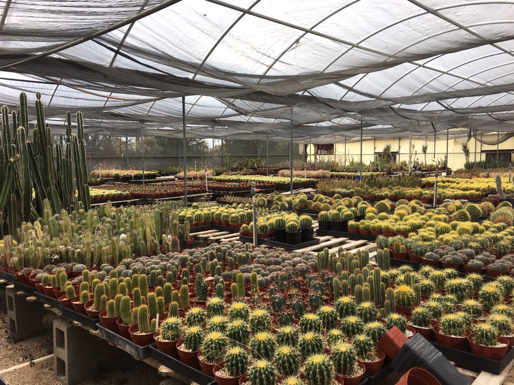 Bach’s Cactus Nursery 172 Photos & 34 Reviews Nurseries & Gardening