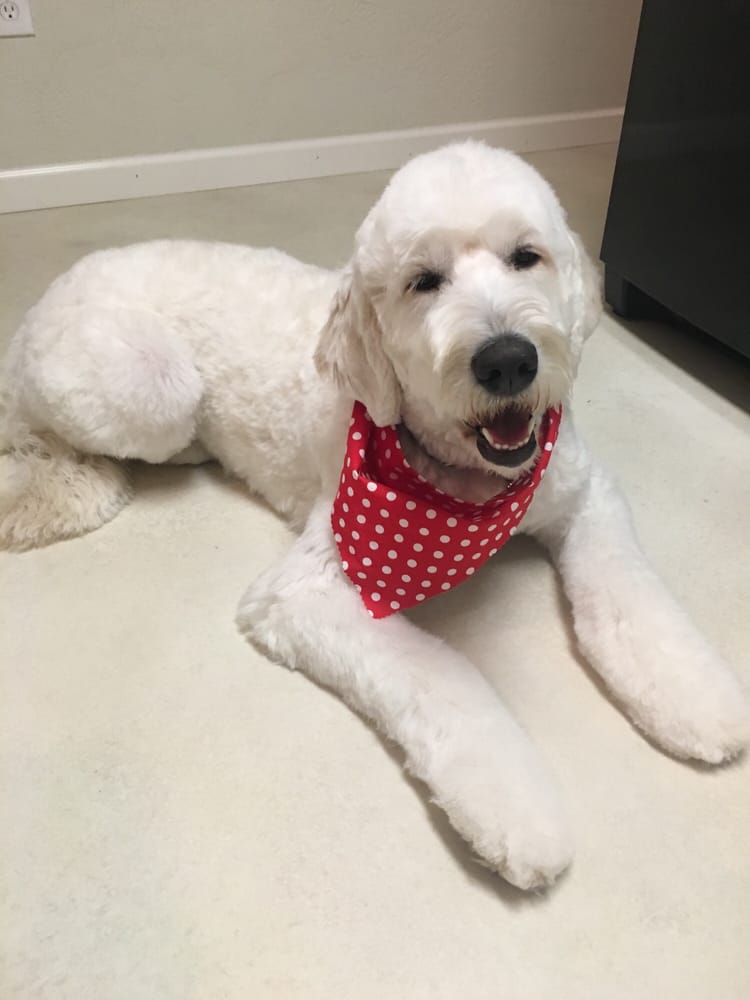 Just Great Grooming 32 Photos Pet Groomers 815 N Central Ave