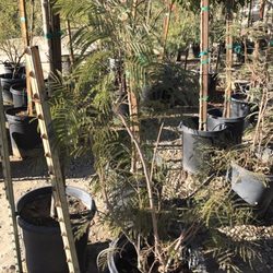 Nurseries Gardening In Palm Desert Yelp Vintage Nursery