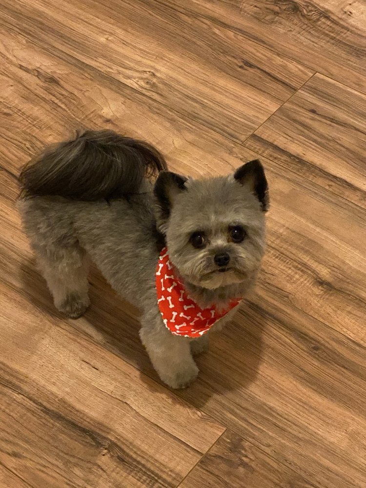 Hey Buddy Pet Services