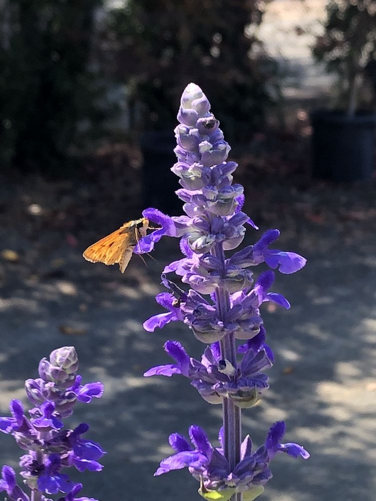 McDonnell Nursery