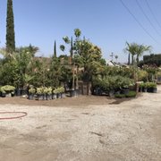 Macias Nursery 2019 All You Need To Know Before Go With