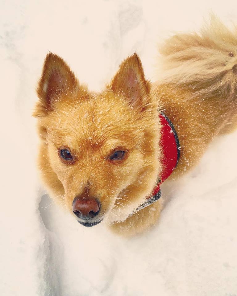 Doggie Styles Pet Grooming 26 Photos & 71 Reviews Pet Groomers