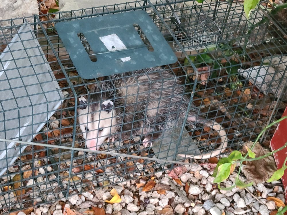 World Class Wildlife Removal & Rodent Remediation