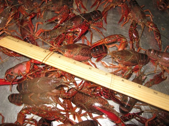 Bubba J's Shrimp & Seafood