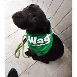 wag walking reviews wag walking san francisco 18 photos 23 reviews walkers 185 arkansas wag walking reviews wag walking san francisco 18 photos 23 reviews walkers 185 arkansas