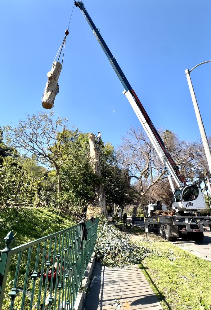 Navarro Maintenance and Tree Service