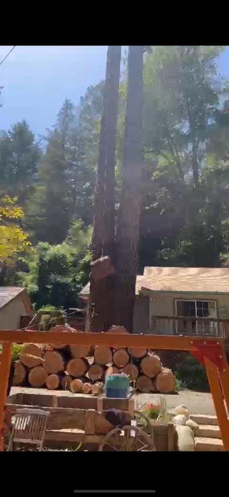 Jimenez Tree service