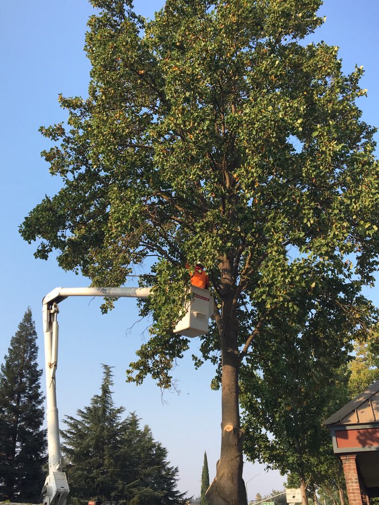 J & M Tree Service