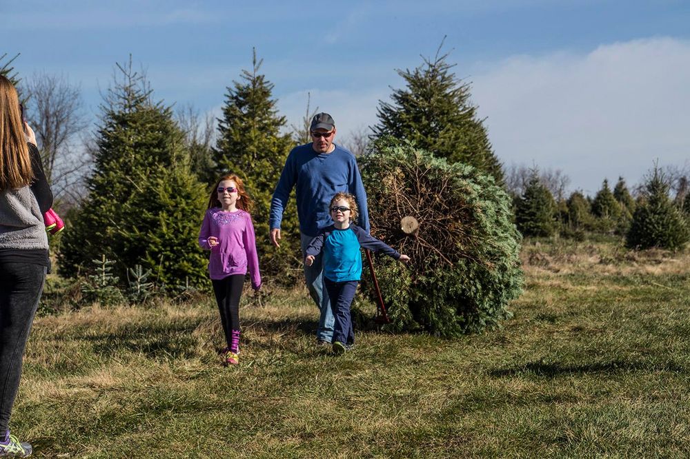 Perfect Christmas Tree Farm