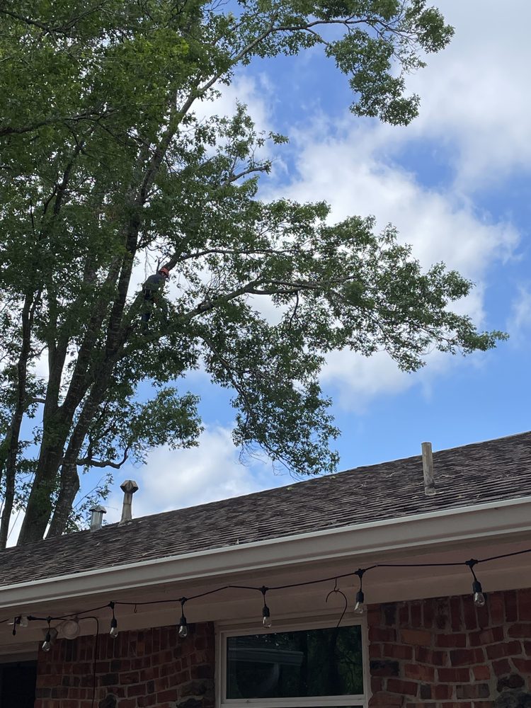 Wise Oak Tree Service