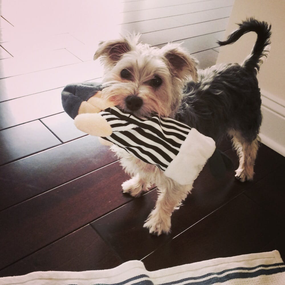 Pawfect Pups