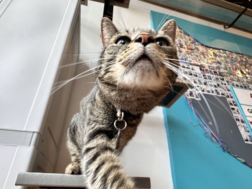 Crooked Tail Cat Cafe