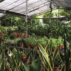The Best 10 Gardening Centres In Singapore Last Updated March 2019 Blg Nursery