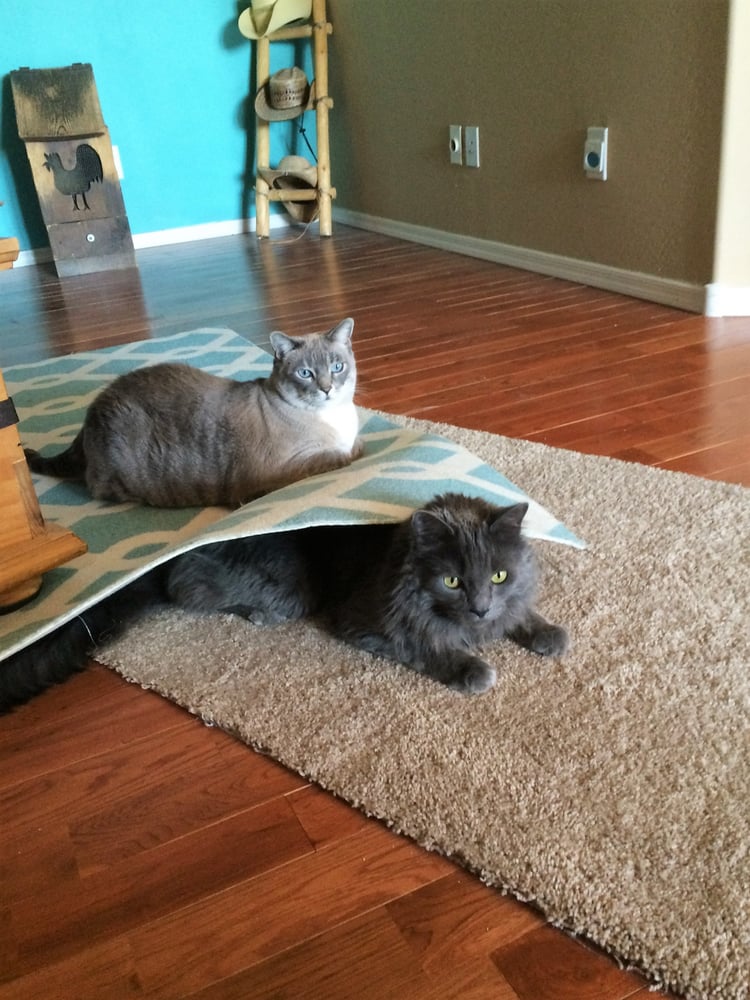 Denise’s Home Sweet Home Pet Sitting - Pet Sitting - 29555 ... Denise’s Home Sweet Home Pet Sitting - Pet Sitting - 29555 ...