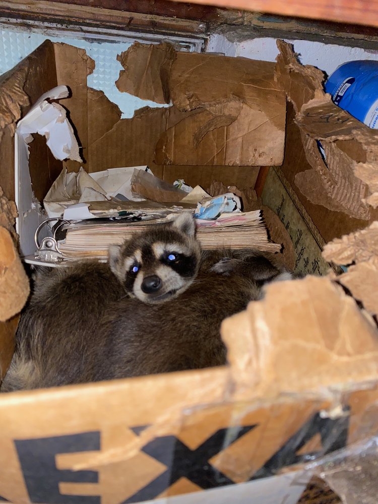 Advanced Wildlife Removal and Repair