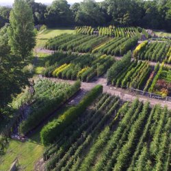 Evergreen Hedging Gardening Centres Greenshutters Nurseries Photo Of Evergreen Hedging Taunton Somerset United Kingdom Plants