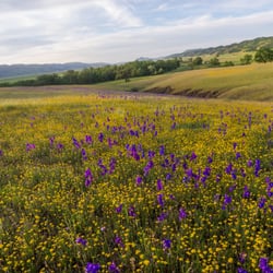 California Outdoor Properties Real Estate Agents 707 Merchant St Photo Of California Outdoor Properties Vacaville Ca United States Cortina Ridge Ranches