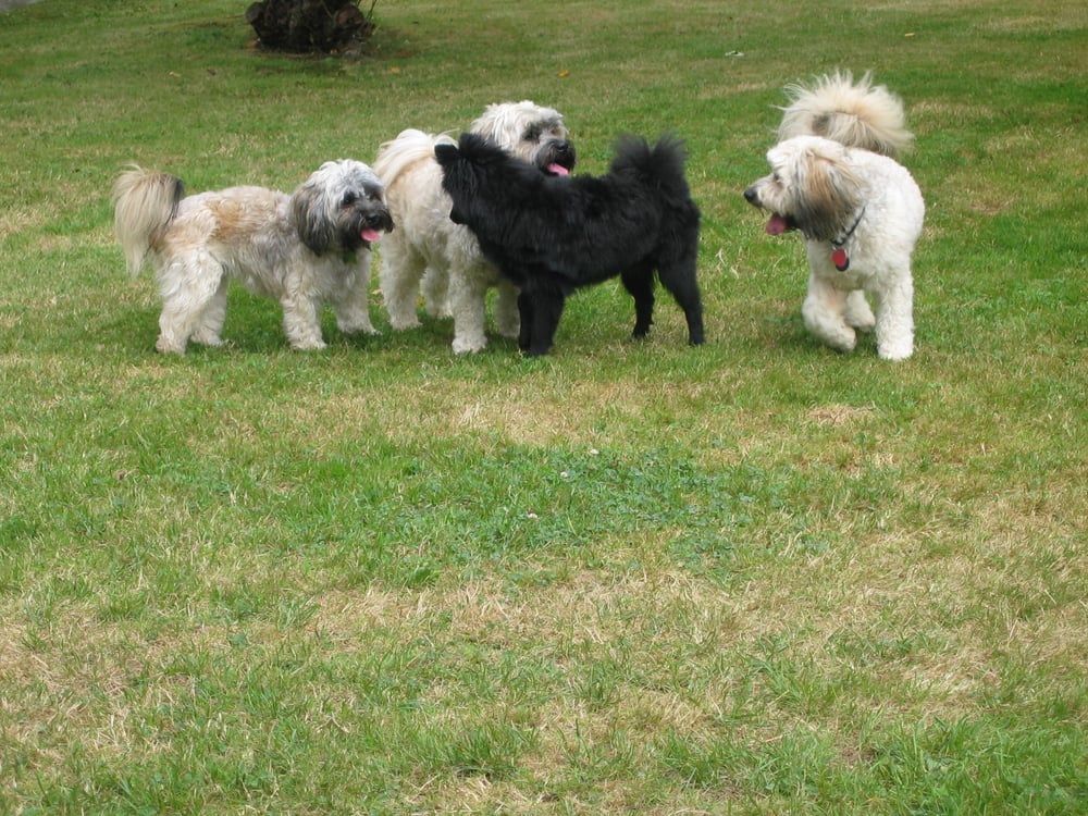 places to board dogs near me surrey day care pet boarding pet sitting 9074 135a surrey bc phone places to board dogs near me surrey day care pet boarding pet sitting 9074 135a surrey bc phone